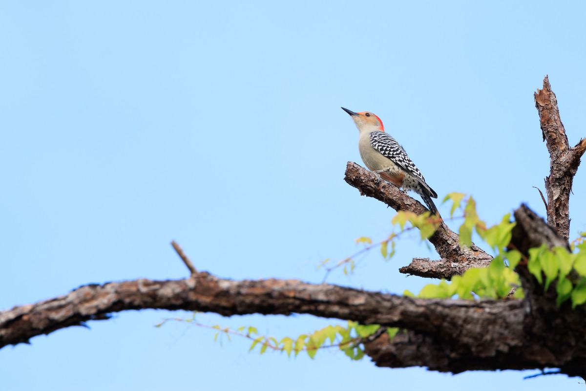 Kızılca Karınlı Ağaçkakan - ML644648108