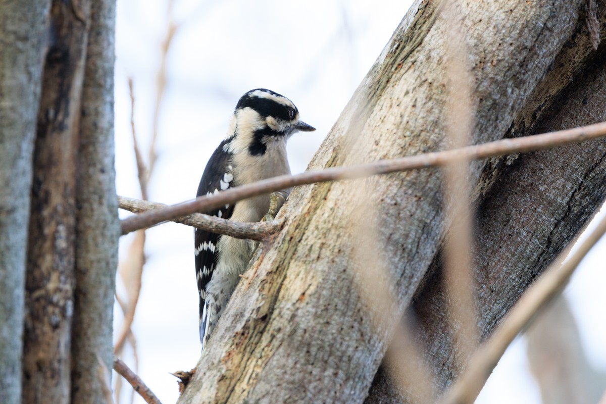 Yumuşak Tüylü Ağaçkakan - ML644648110