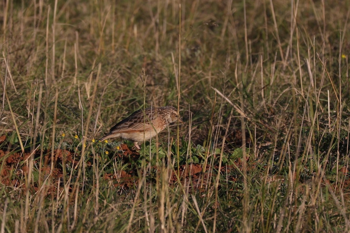 Rufous-naped Lark - ML644648116