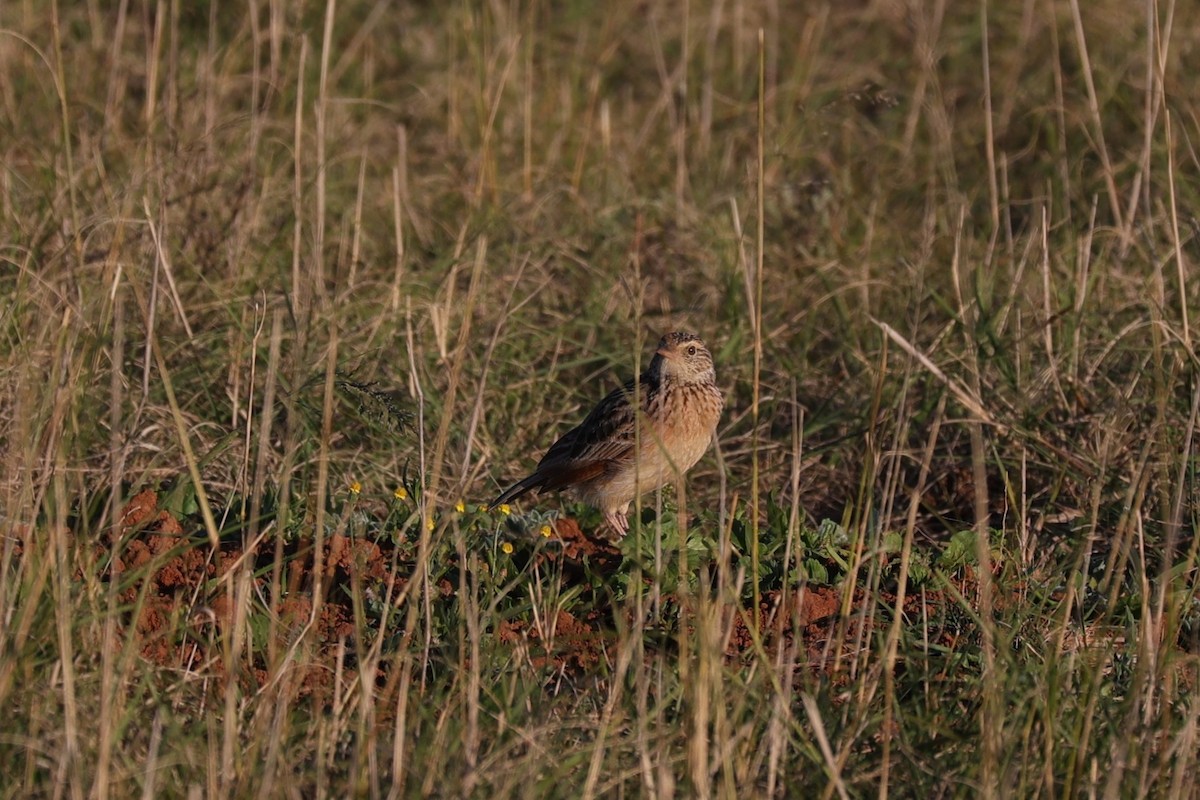 Rufous-naped Lark - ML644648117