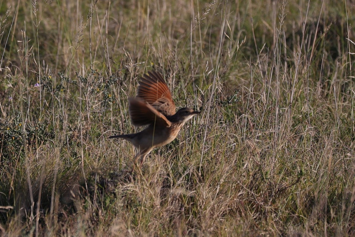 Rufous-naped Lark - ML644648119