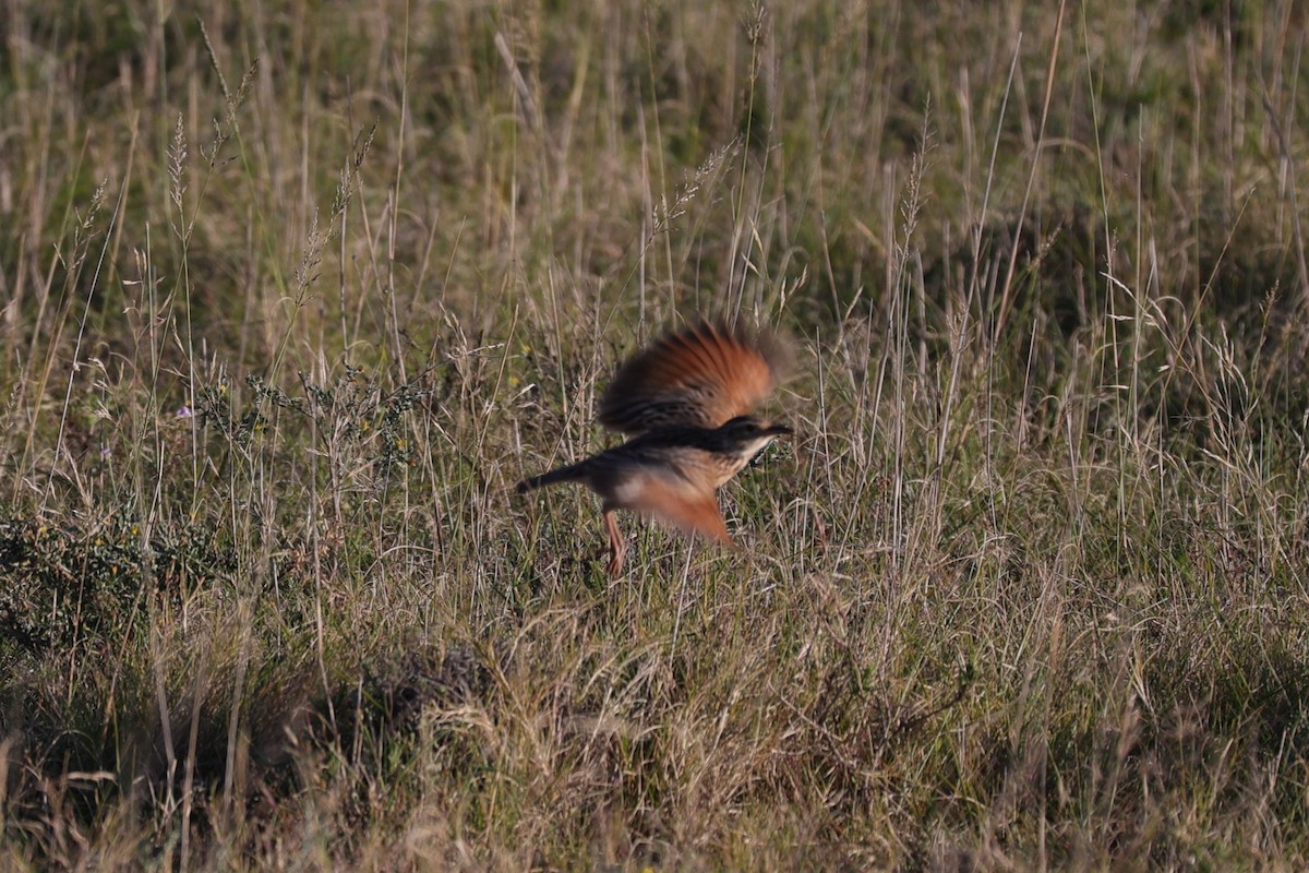 Rufous-naped Lark - ML644648120