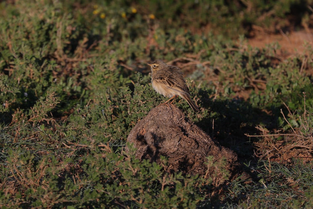 Rufous-naped Lark - ML644648121