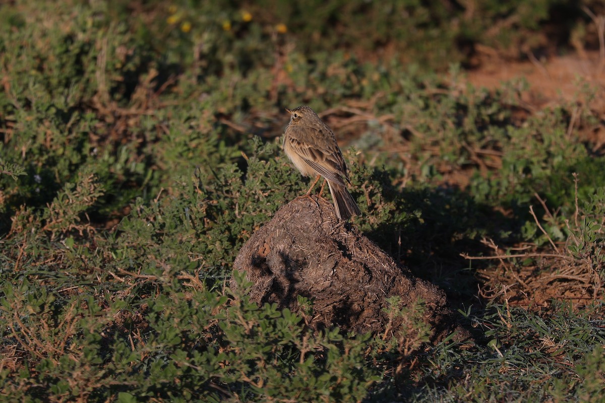 Rufous-naped Lark - ML644648123