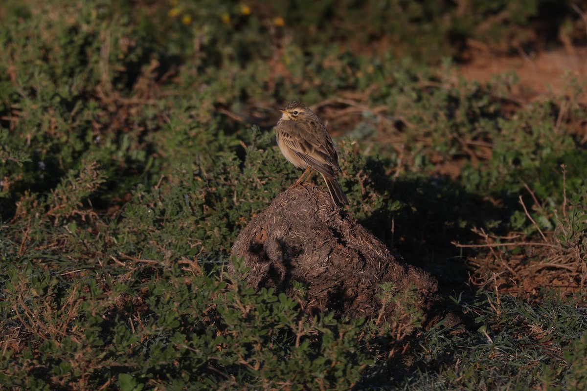 Rufous-naped Lark - ML644648124