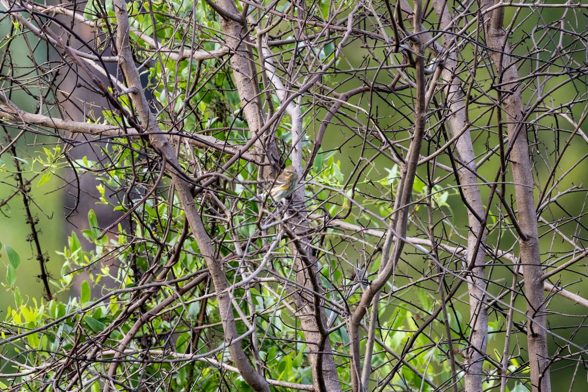 Taçlı Ötleğen - ML644648129