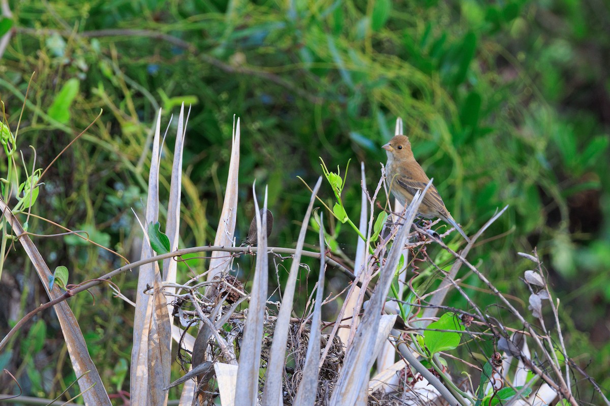 Çivit Çintesi - ML644648134