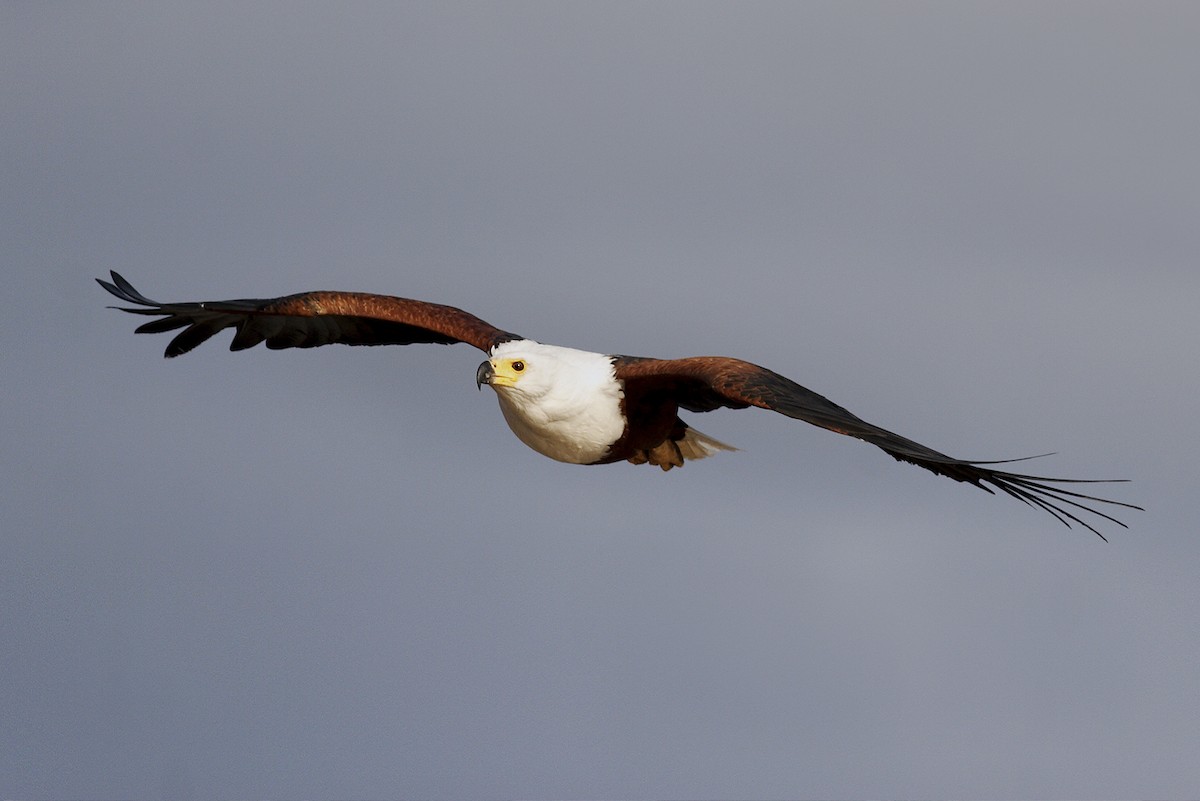 flodørn - ML644648135