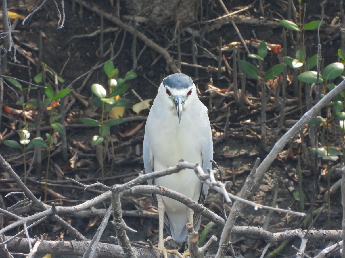 Black-crowned Night Heron - ML644648137