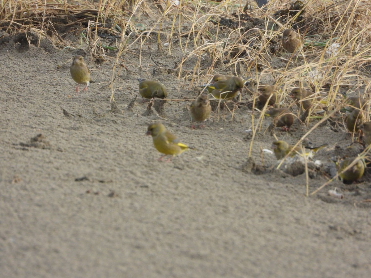 アオカワラヒワ - ML644648138