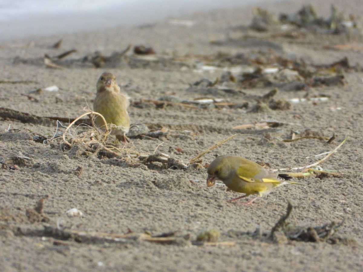 アオカワラヒワ - ML644648139