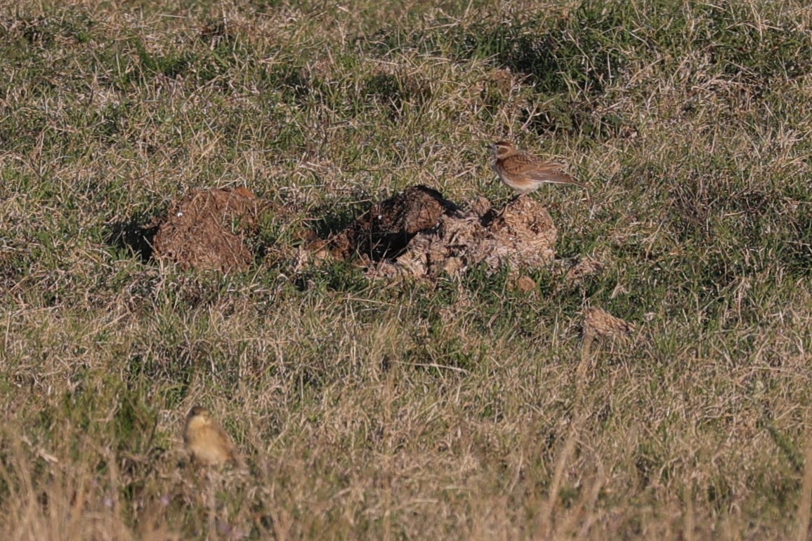 アフリカヒメコウテンシ - ML644648142