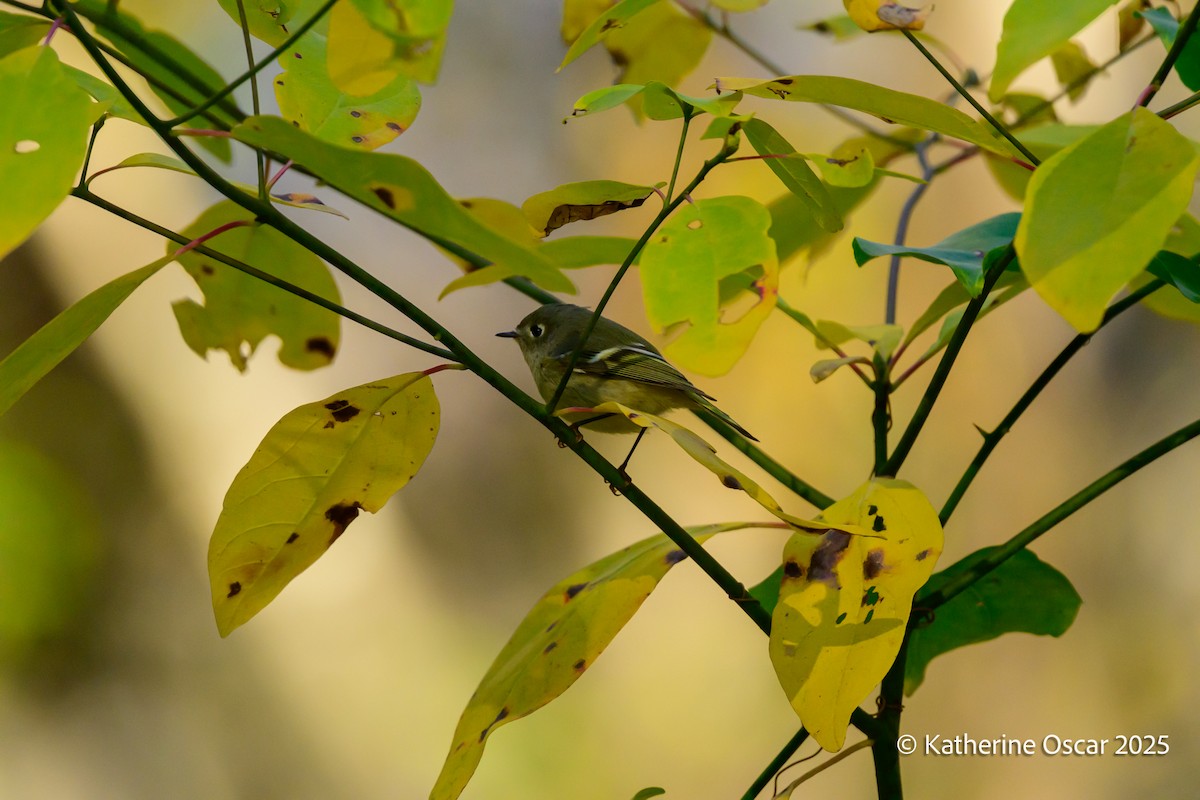 Ruby-crowned Kinglet - ML644648145