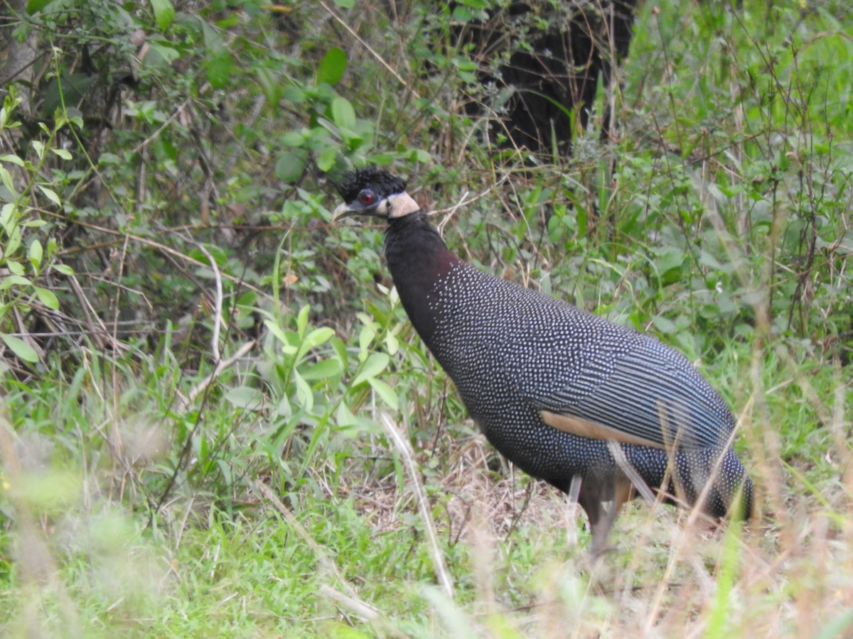 Southern Crested Guineafowl - ML644648153
