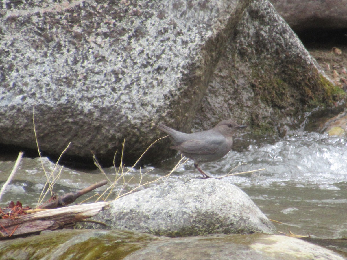 American Dipper - ML644648155