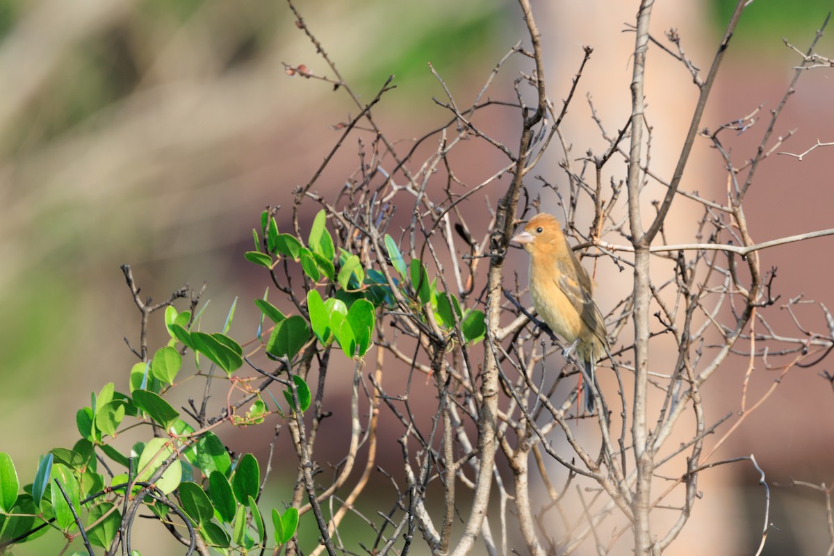 Mavi Çinte - ML644648165