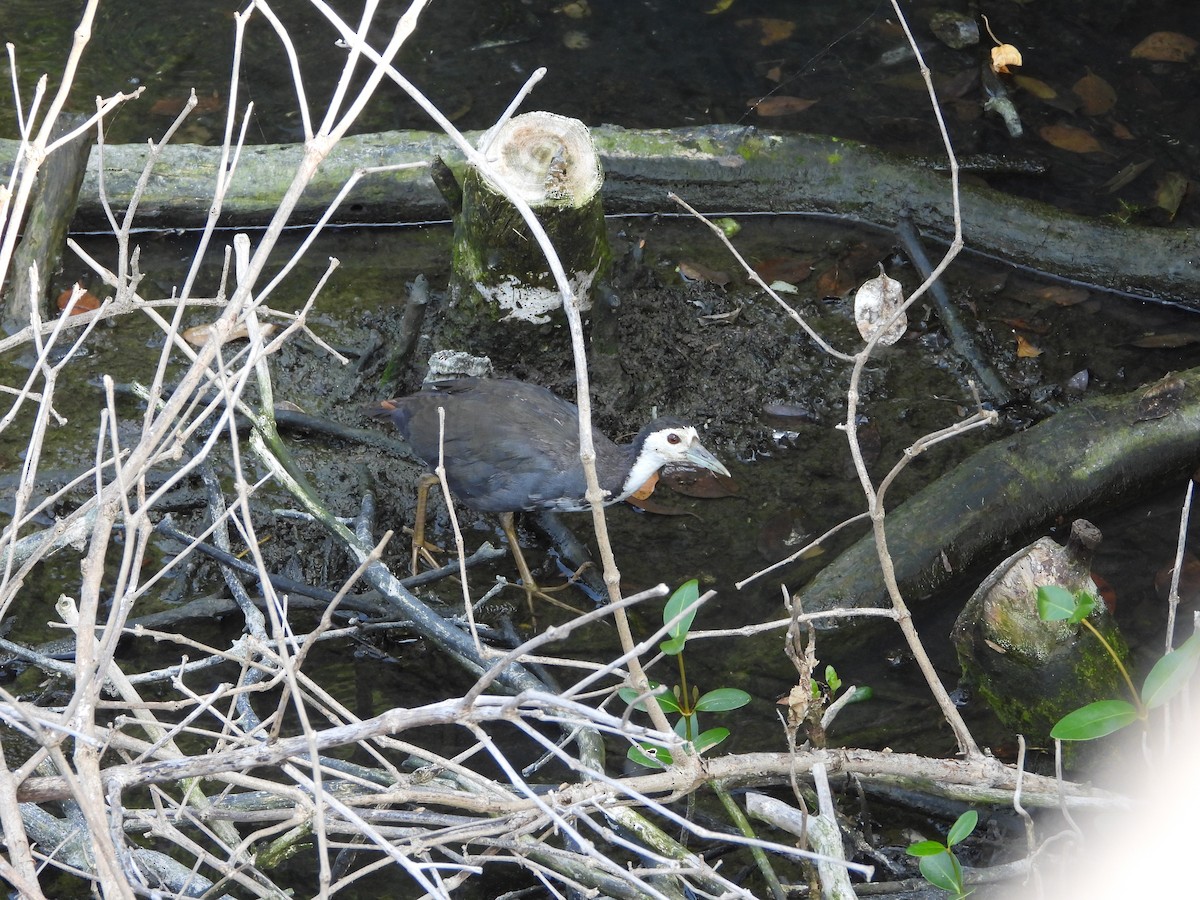 White-breasted Waterhen - ML644648167