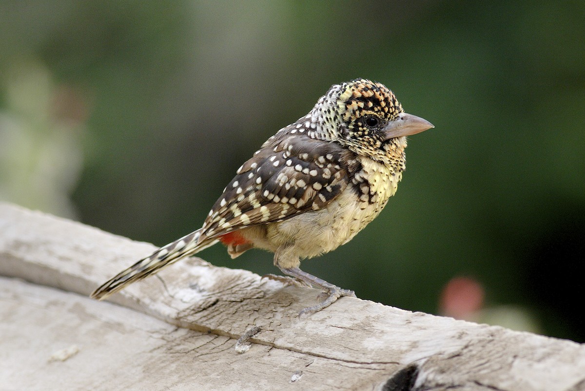 småperleskjeggfugl - ML644648175