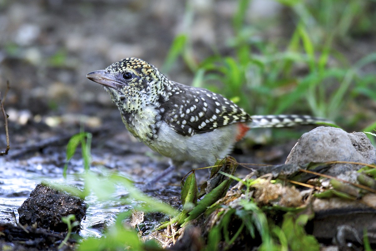 småperleskjeggfugl - ML644648176