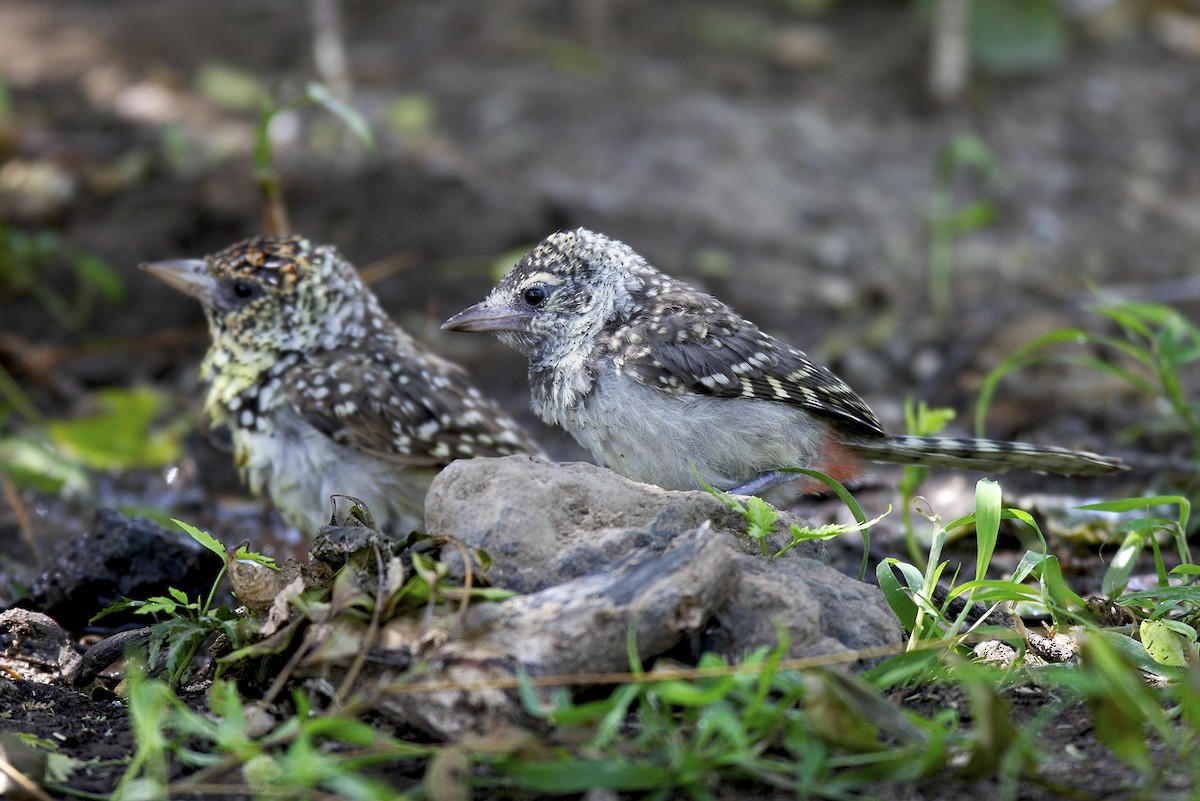 småperleskjeggfugl - ML644648177