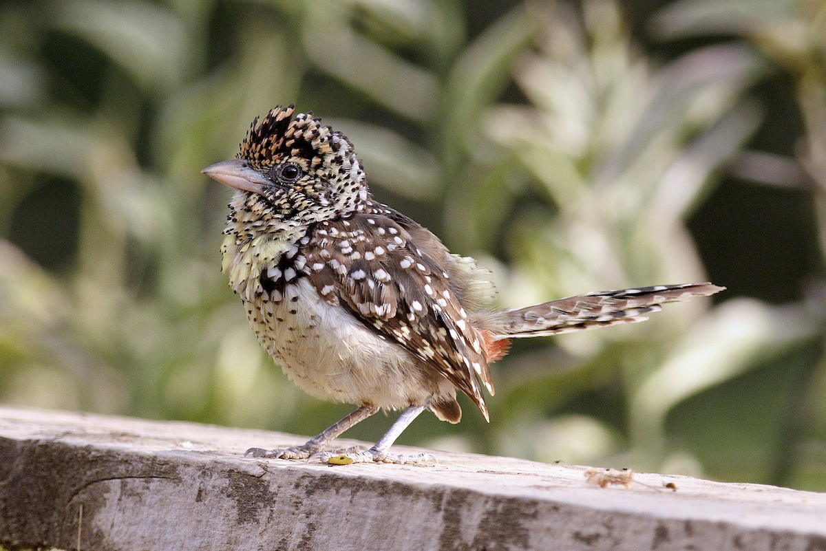 småperleskjeggfugl - ML644648178