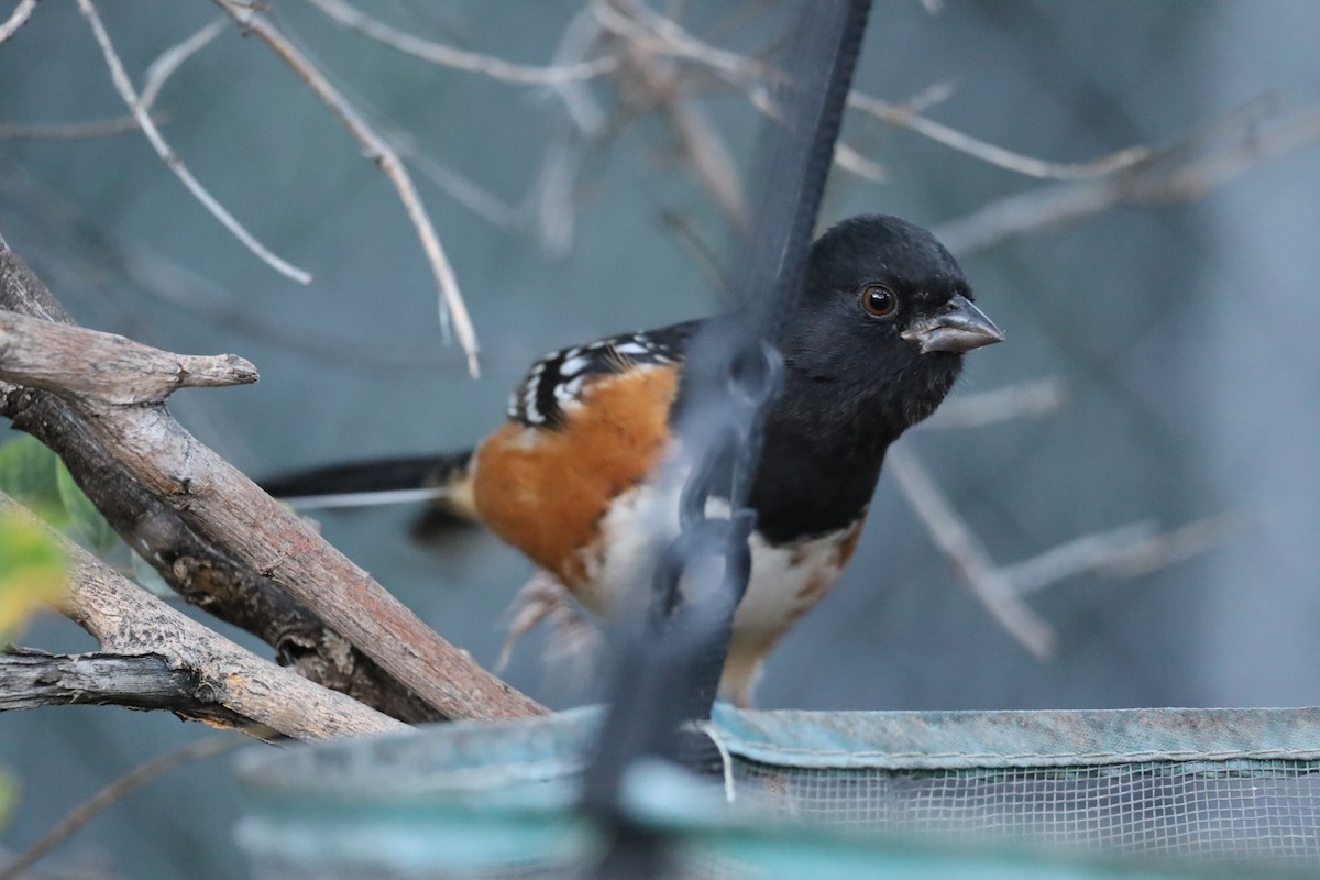 Spotted Towhee - ML644648180