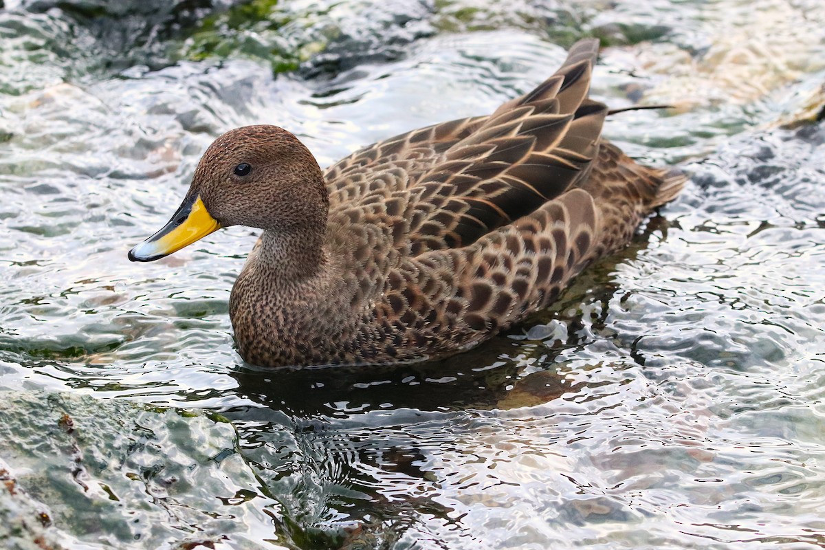 Yellow-billed Pintail - ML644648181
