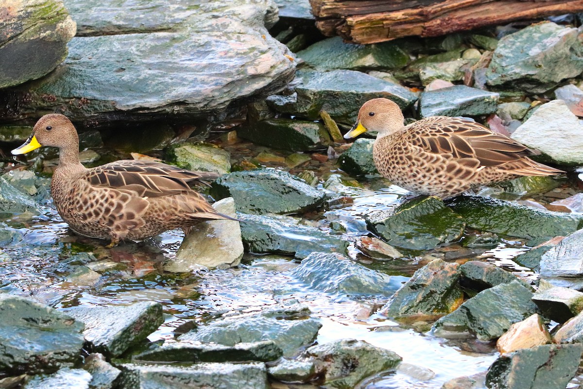 Yellow-billed Pintail - ML644648182