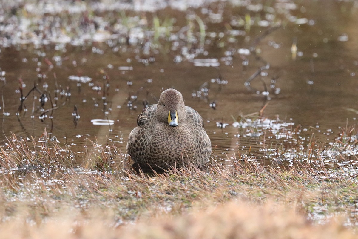 Yellow-billed Pintail - ML644648184