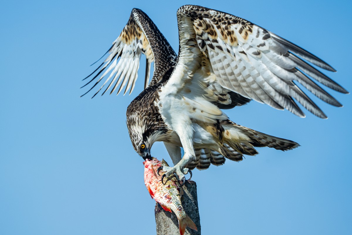 Osprey - ML644648194