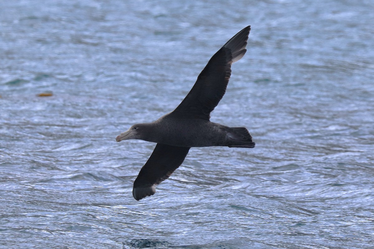 Northern Giant-Petrel - ML644648195