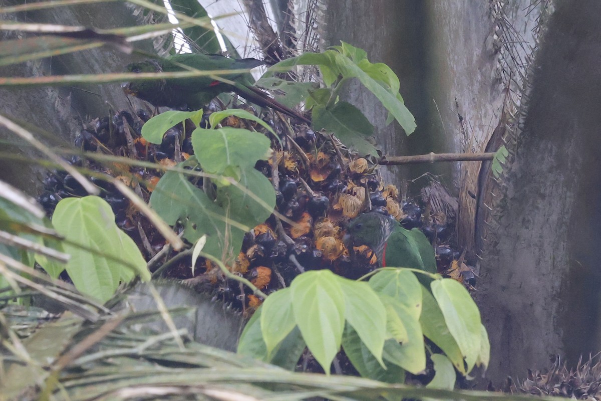 Котора темнохвостий - ML644648196