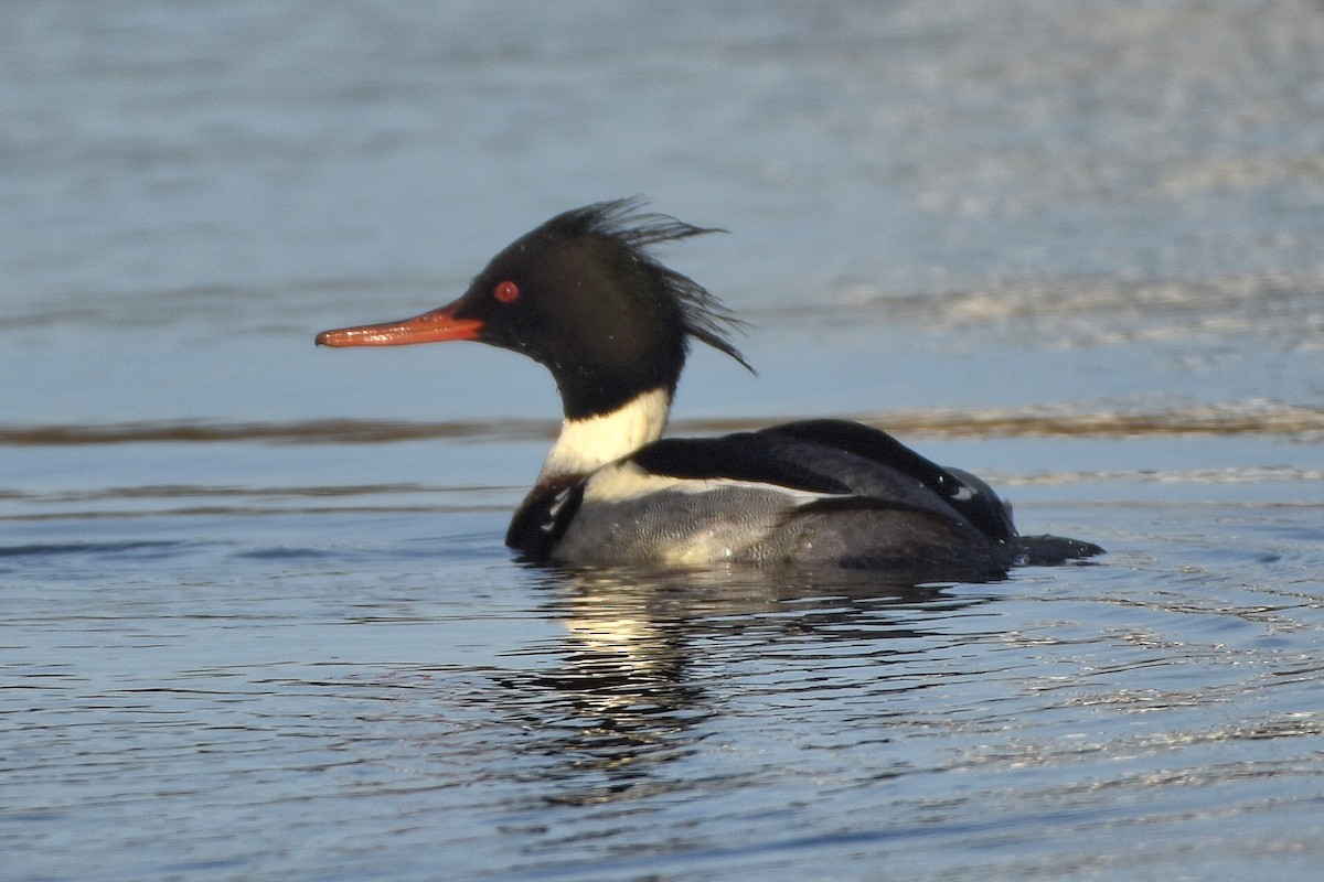Red-breasted Merganser - ML644648197