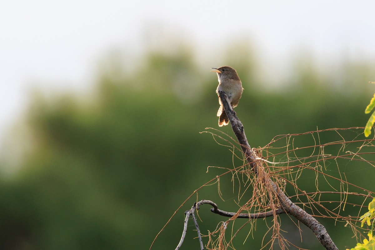 Ev Çıtkuşu - ML644648198