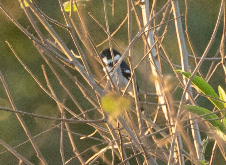Wing-barred Seedeater - ML644648200