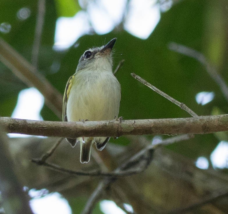 Short-tailed Pygmy-Tyrant - ML644648222