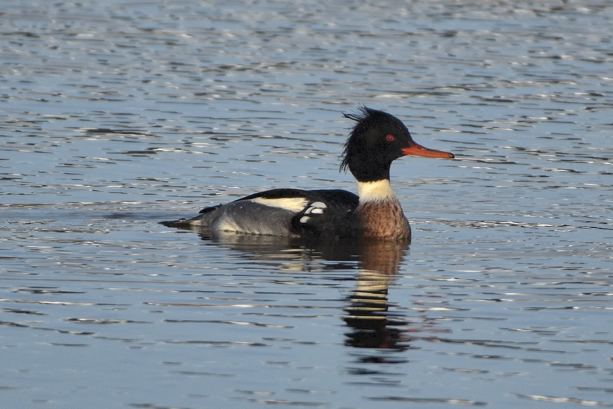 Red-breasted Merganser - ML644648226