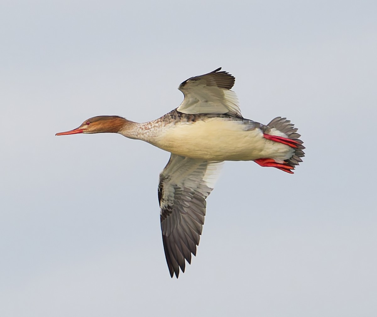 Red-breasted Merganser - ML644648227
