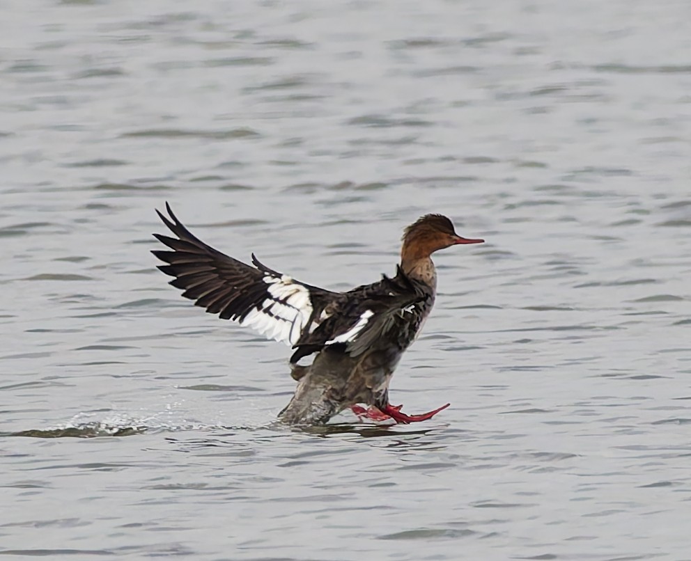 Red-breasted Merganser - ML644648228
