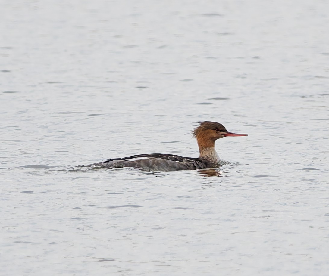 Red-breasted Merganser - ML644648229