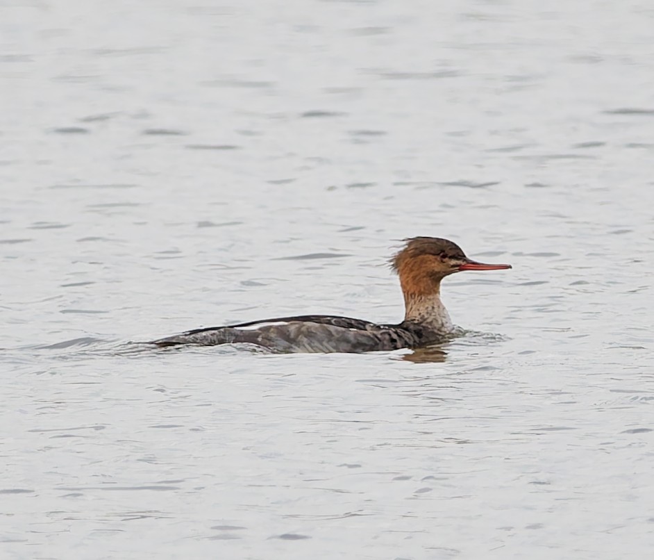 Red-breasted Merganser - ML644648230