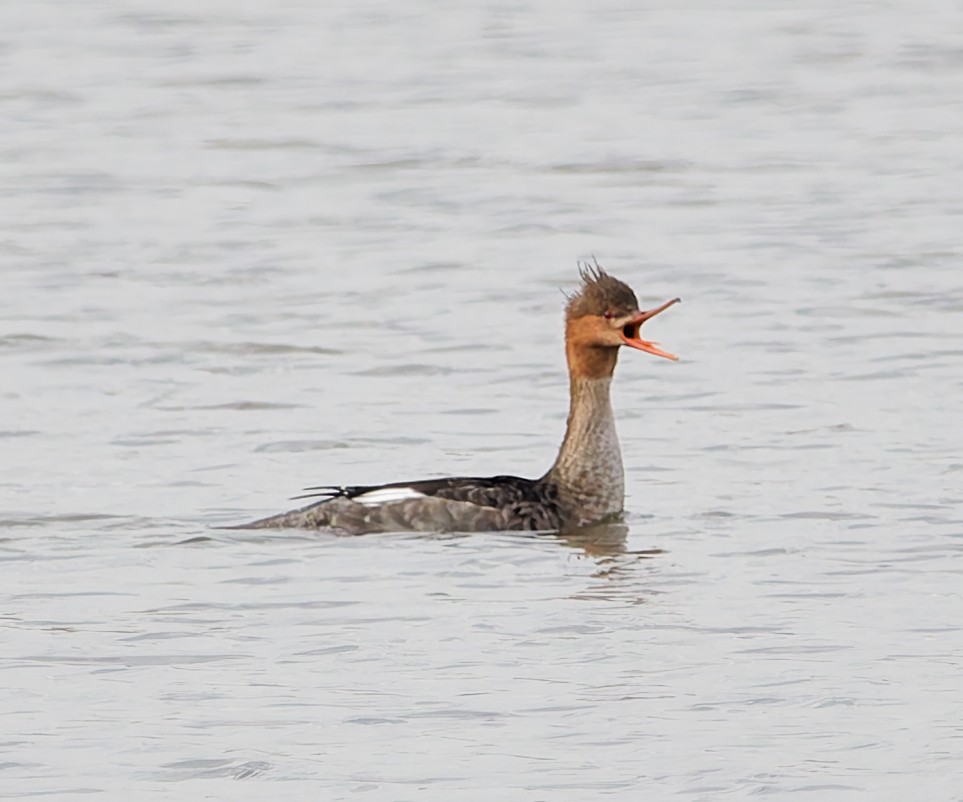 Red-breasted Merganser - ML644648231