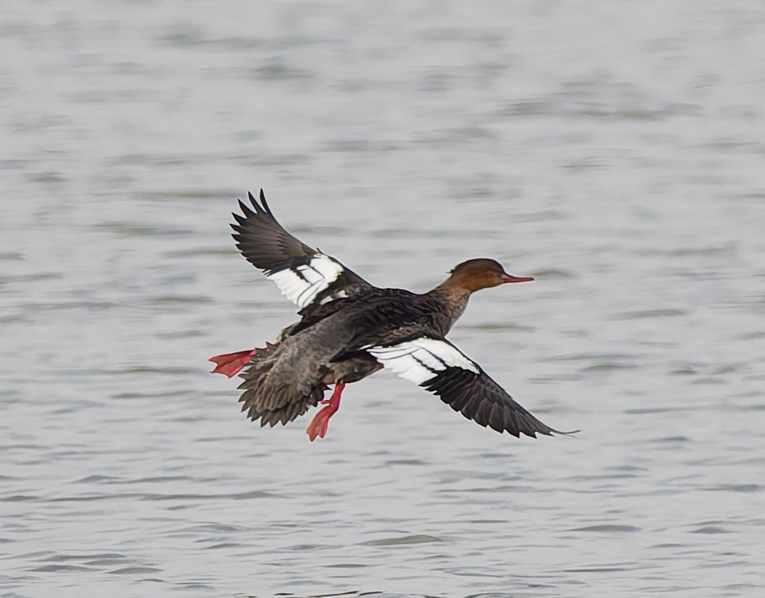 Red-breasted Merganser - ML644648232
