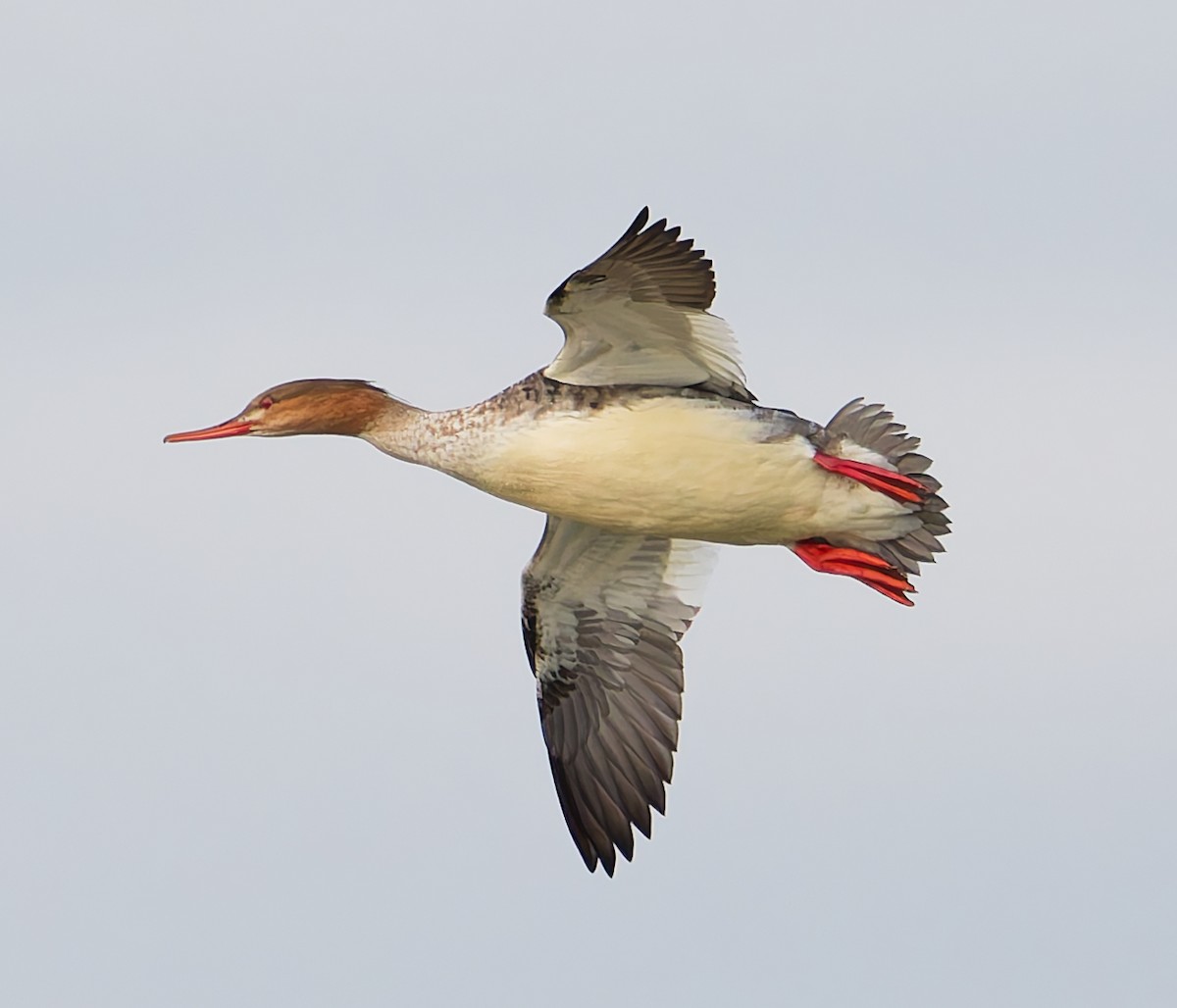 Red-breasted Merganser - ML644648233
