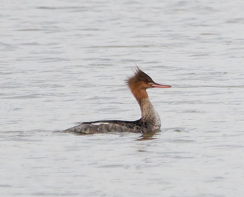 Red-breasted Merganser - ML644648234