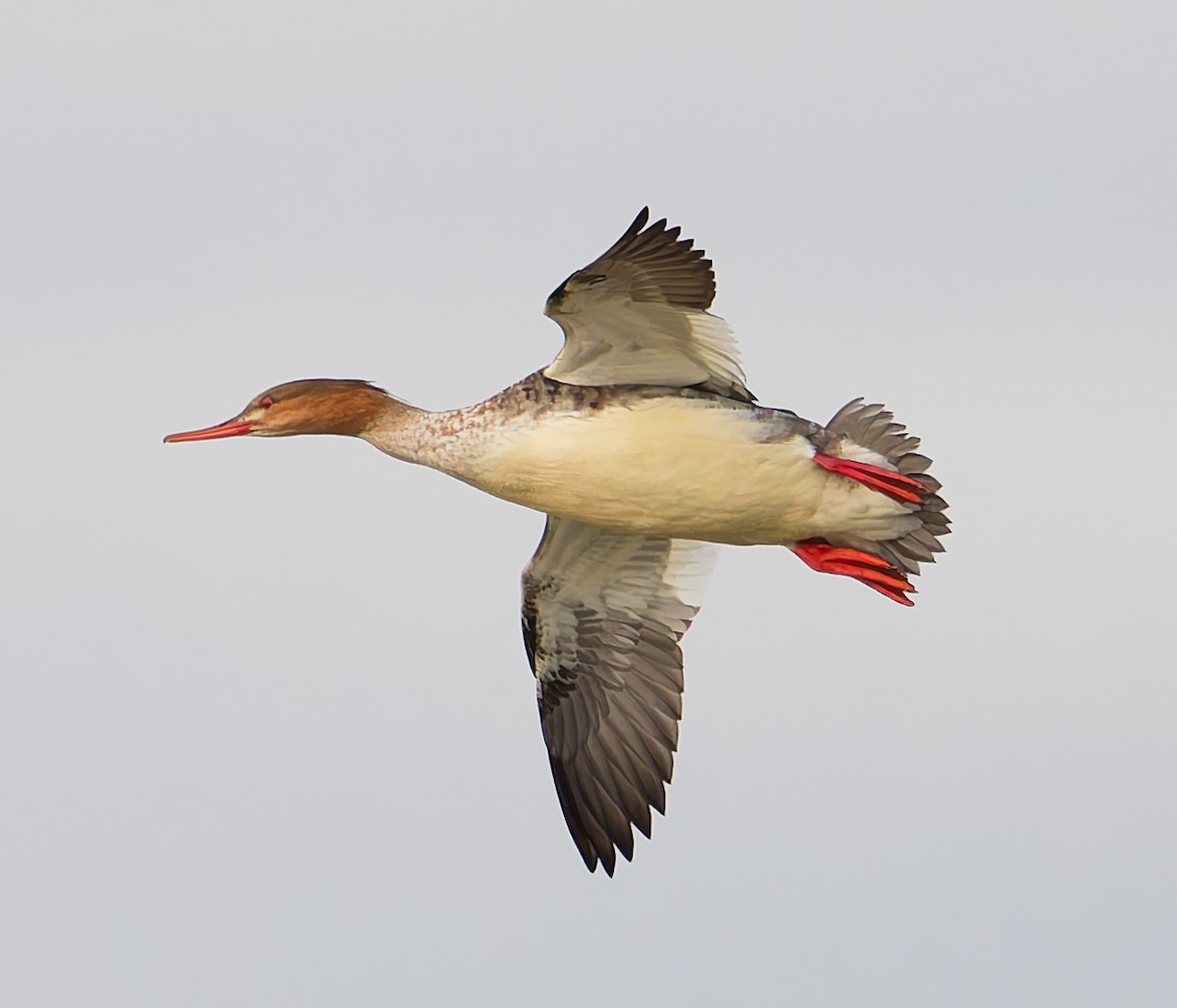 Red-breasted Merganser - ML644648235