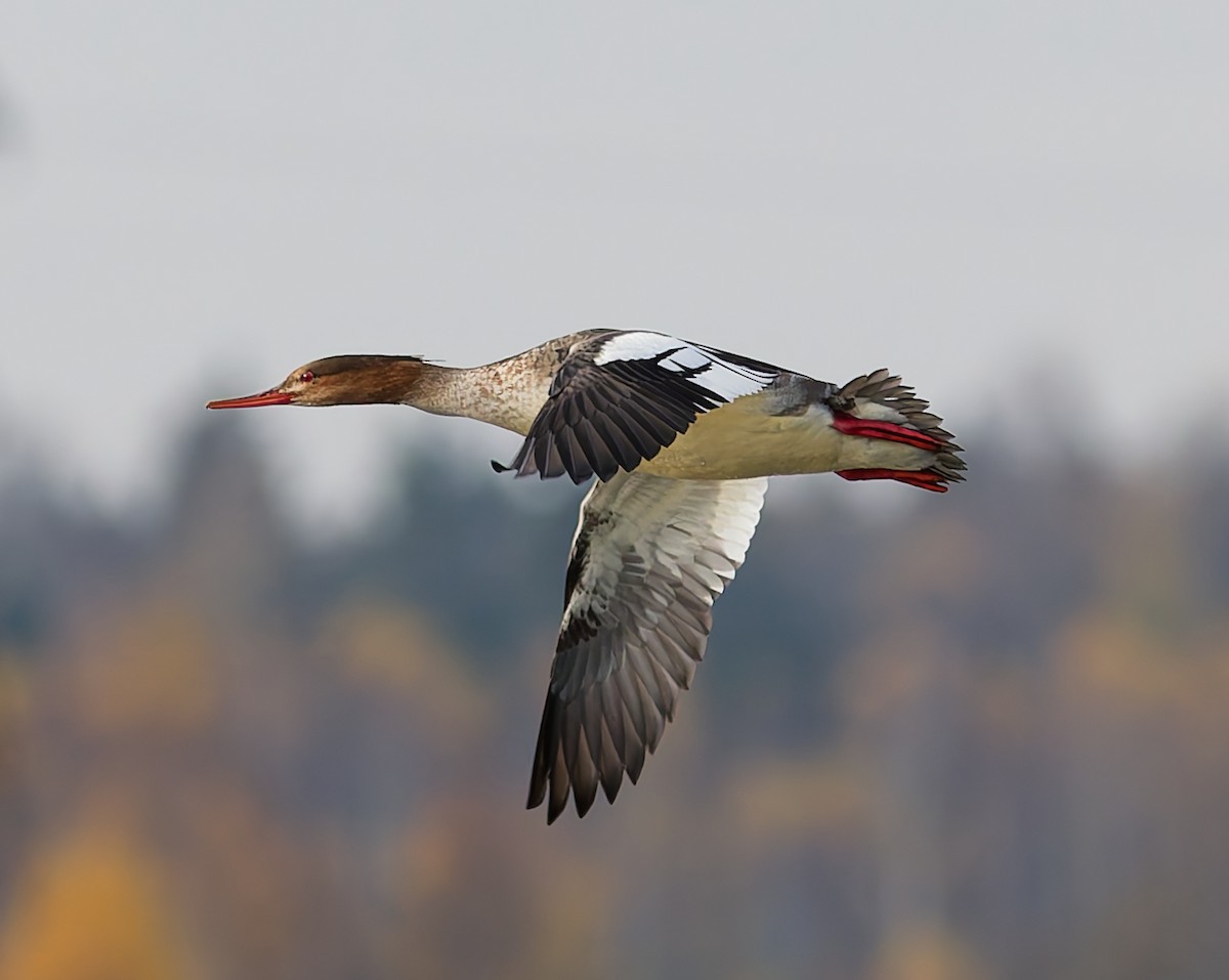 Red-breasted Merganser - ML644648236