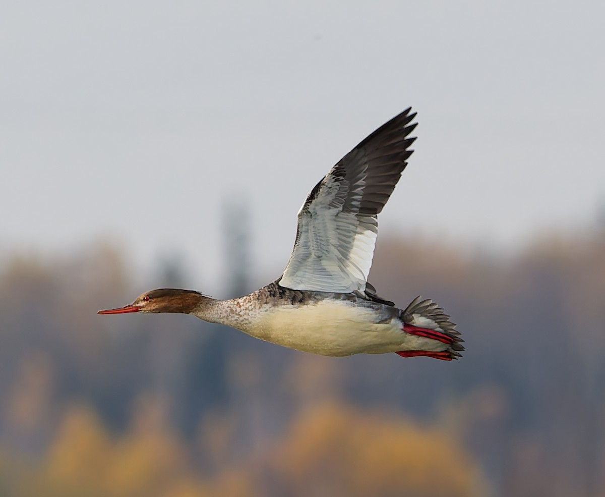 Red-breasted Merganser - ML644648237