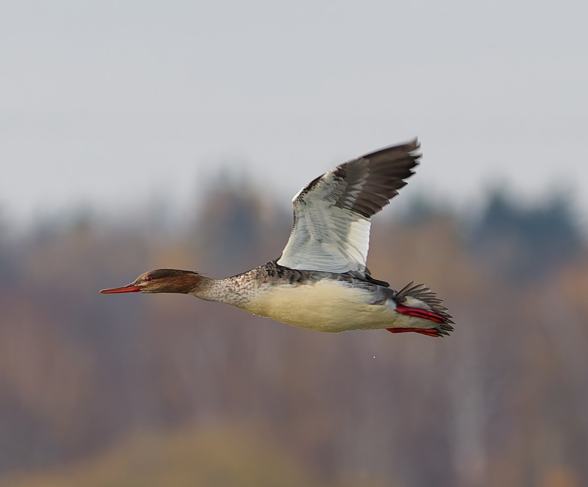 Red-breasted Merganser - ML644648238