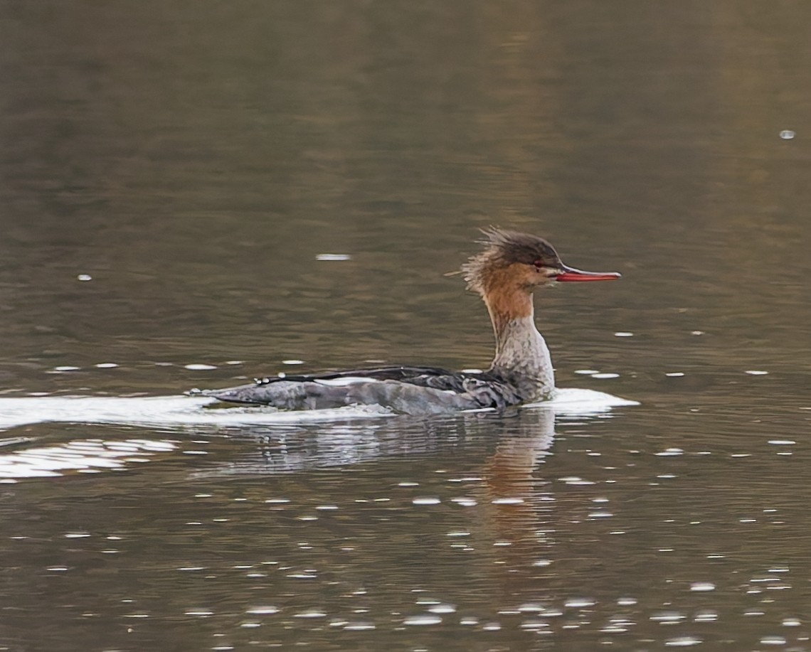 Red-breasted Merganser - ML644648239